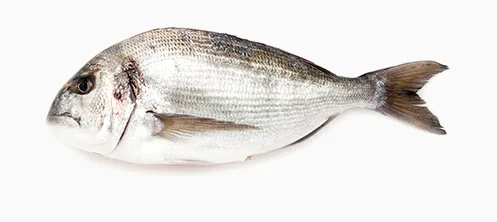 Whole fresh gilthead seabream (dourada) from NaturaFish on a white background